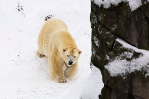 Auch bei Sturm und Schnee fühlen sich die Eisbären im Freien wohl. Foto: Michael Matthey/dpa