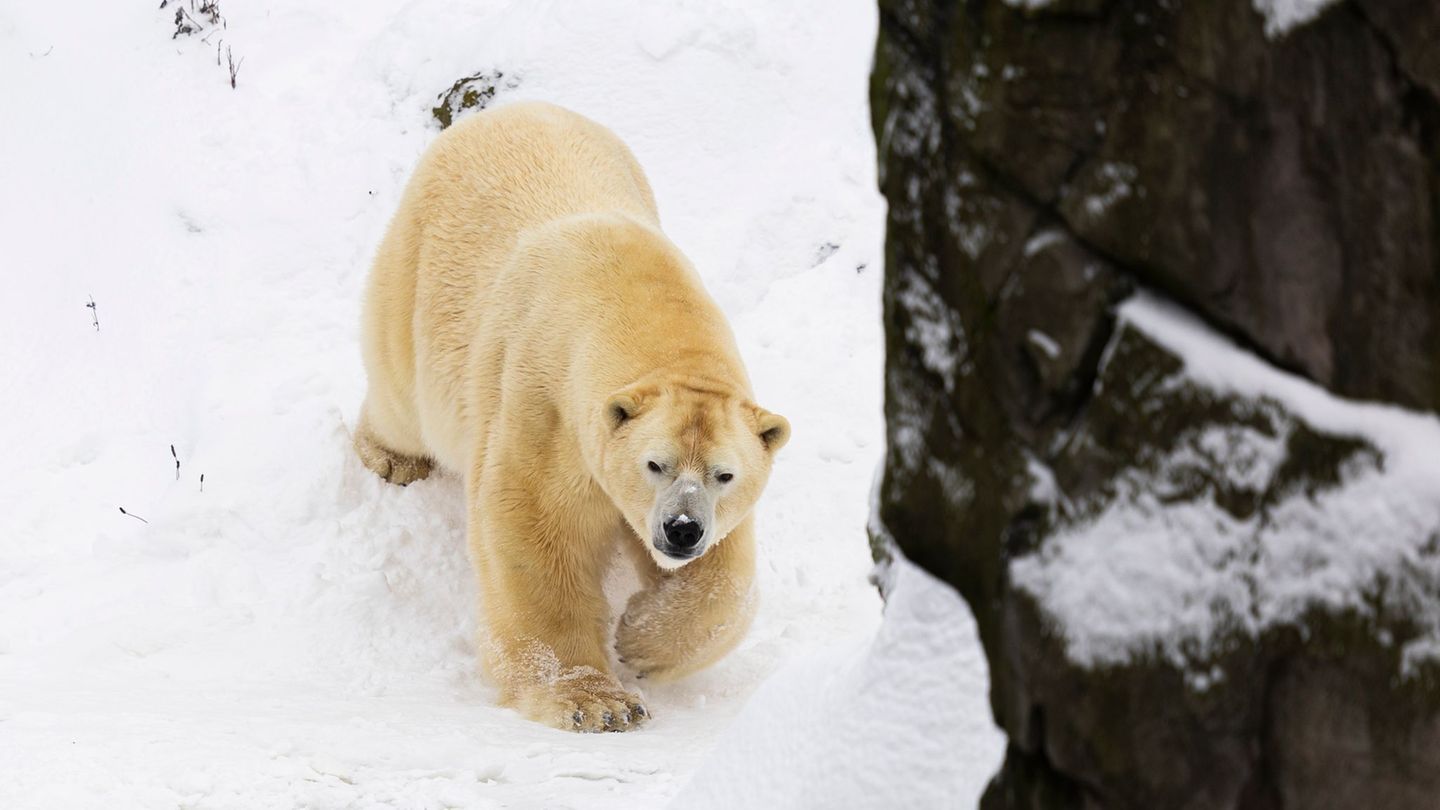 Auch bei Sturm und Schnee fühlen sich die Eisbären im Freien wohl. Foto: Michael Matthey/dpa
