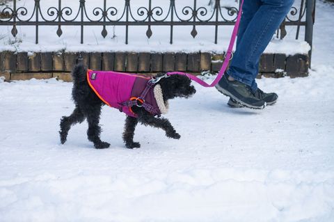 Besitzer sollten darauf achten, dass die Pfoten ihrer Hunde nicht zu sehr mit Salz in Berührung kommen. (Symbolbiild) Foto: Wolf