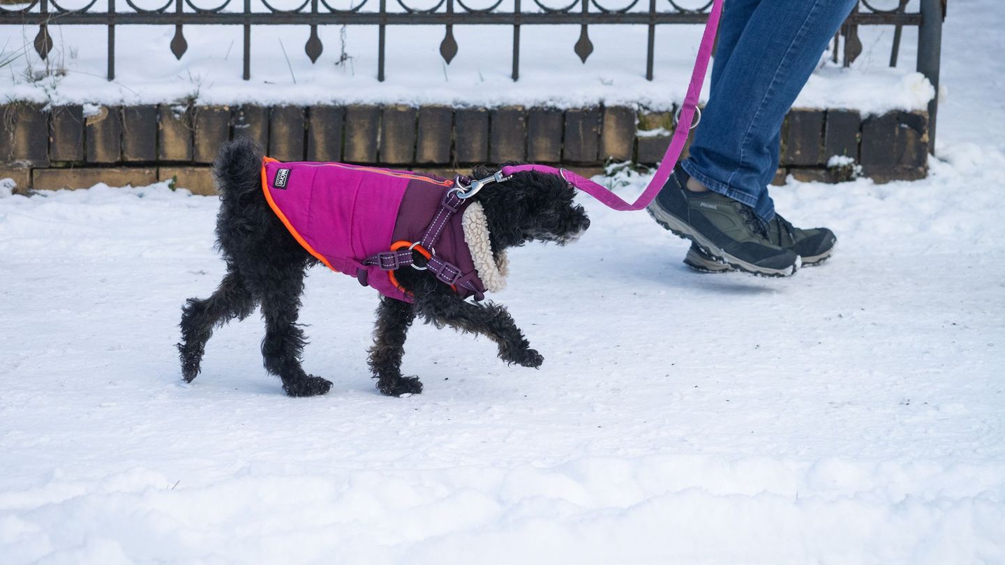 Besitzer sollten darauf achten, dass die Pfoten ihrer Hunde nicht zu sehr mit Salz in Berührung kommen. (Symbolbiild) Foto: Wolf