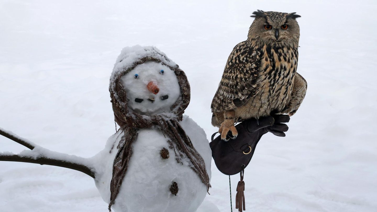 "Elli" brachte genug Schnee, um daraus Schneemänner zu bauen. Auf diesem Exemplar im Vogelpark im mecklenburg-vorpommerschen Marlow ließ sich ein Uhu nieder