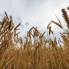 Bayerns Landwirtschaftsministerin Kaniber will keine Abhängigkeit bei Grundnahrungsmitteln. (Symbolbild) Foto: Silas Stein/dpa