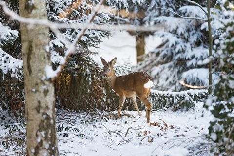 Im Kreis Nordfriesland sind Jäger und Jägerinnen angehalten, Wildtieren das Essen an Fütterungsstellen zu ermöglichen. (Symbolbi