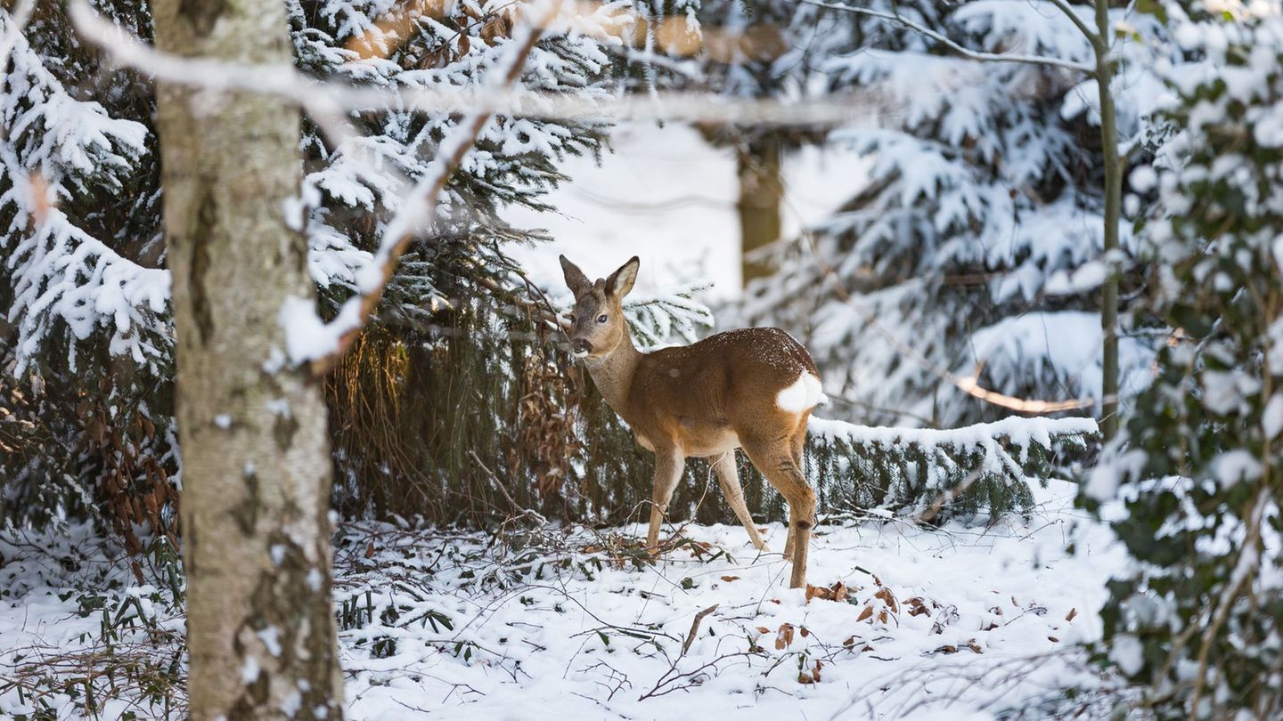Im Kreis Nordfriesland sind Jäger und Jägerinnen angehalten, Wildtieren das Essen an Fütterungsstellen zu ermöglichen. (Symbolbi