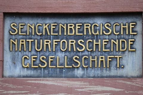 Eine von drei Gründern: die Senckenberg-Gesellschaft. (Symbolbild) Foto: Arne Dedert/dpa