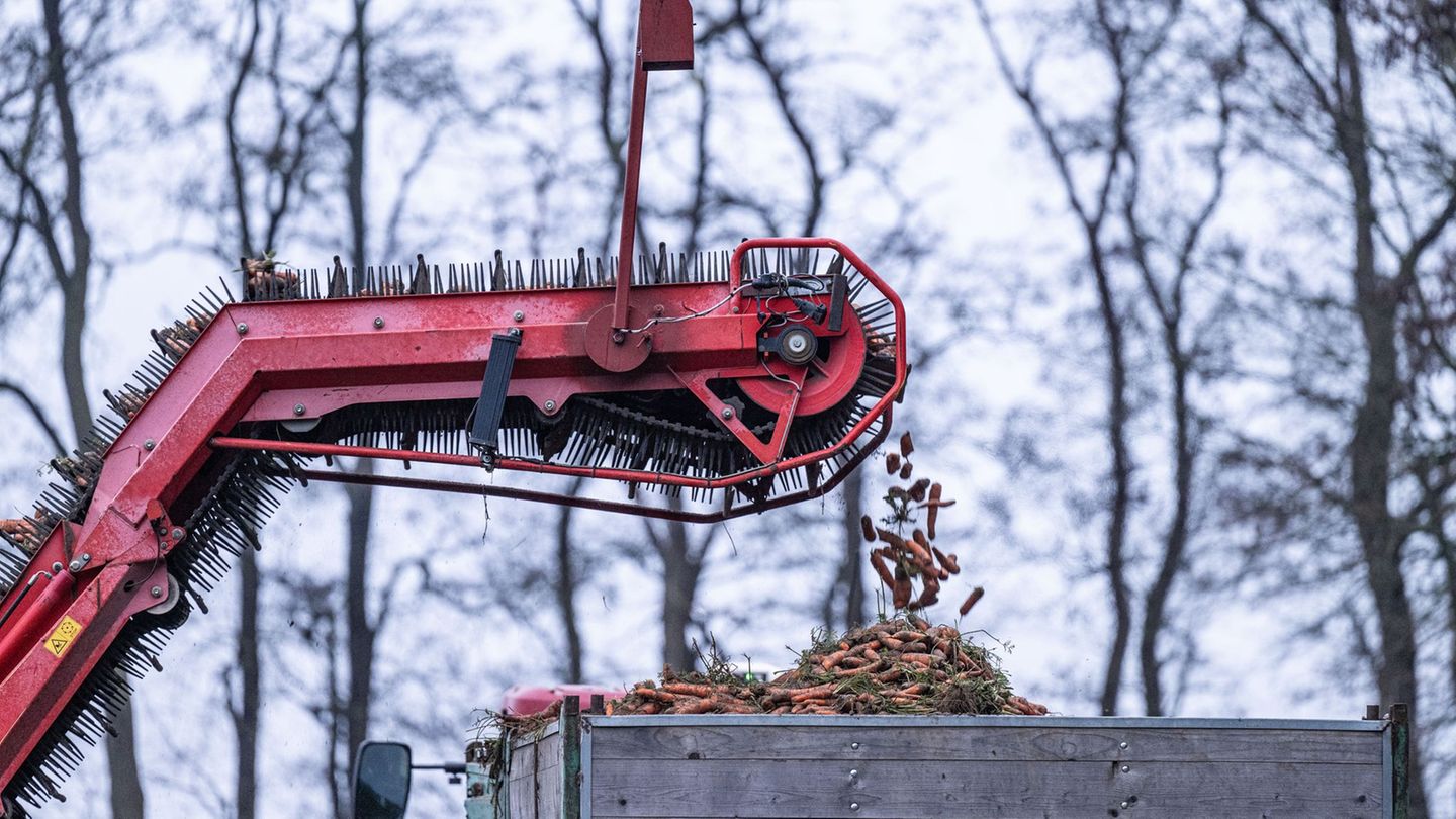 Von einem Landwirt werden die letzten Karotten mit einem Möhrenroder vom Feld geerntet. (Archivbild) Foto: Guido Kirchner/dpa