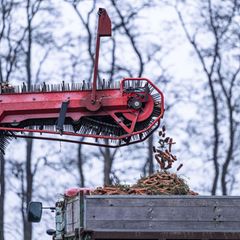 Von einem Landwirt werden die letzten Karotten mit einem Möhrenroder vom Feld geerntet. (Archivbild) Foto: Guido Kirchner/dpa