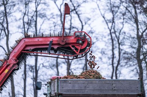 Von einem Landwirt werden die letzten Karotten mit einem Möhrenroder vom Feld geerntet. (Archivbild) Foto: Guido Kirchner/dpa