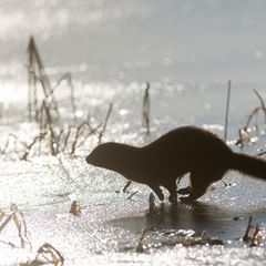 Der Mink gehört zur Familie der Marder und ist auch als "amerikanischer Nerz" oder "Wassermarder" bekannt. (Archivbild) Foto: Kl