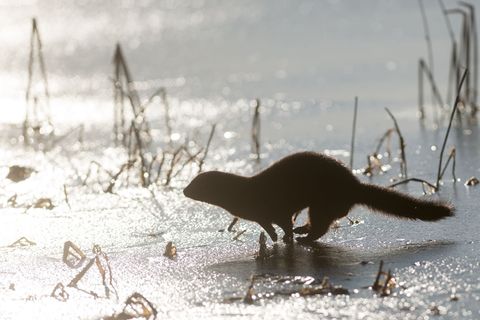 Der Mink gehört zur Familie der Marder und ist auch als "amerikanischer Nerz" oder "Wassermarder" bekannt. (Archivbild) Foto: Kl