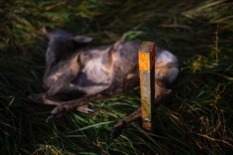 Ausgelegtes Aas soll Wildtiere anlocken. (Archivbild) Foto: Sina Schuldt/dpa