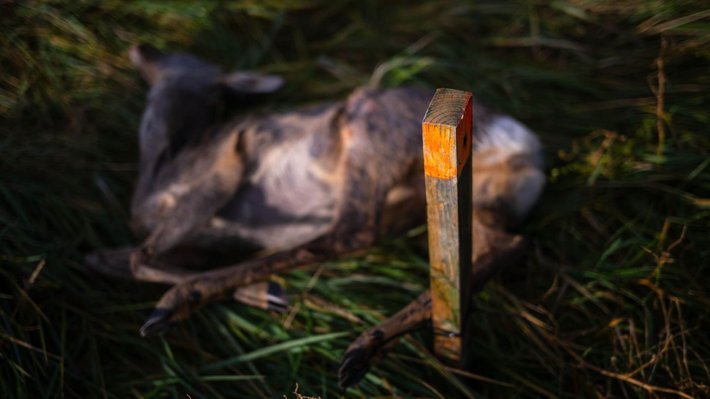 Ausgelegtes Aas soll Wildtiere anlocken. (Archivbild) Foto: Sina Schuldt/dpa