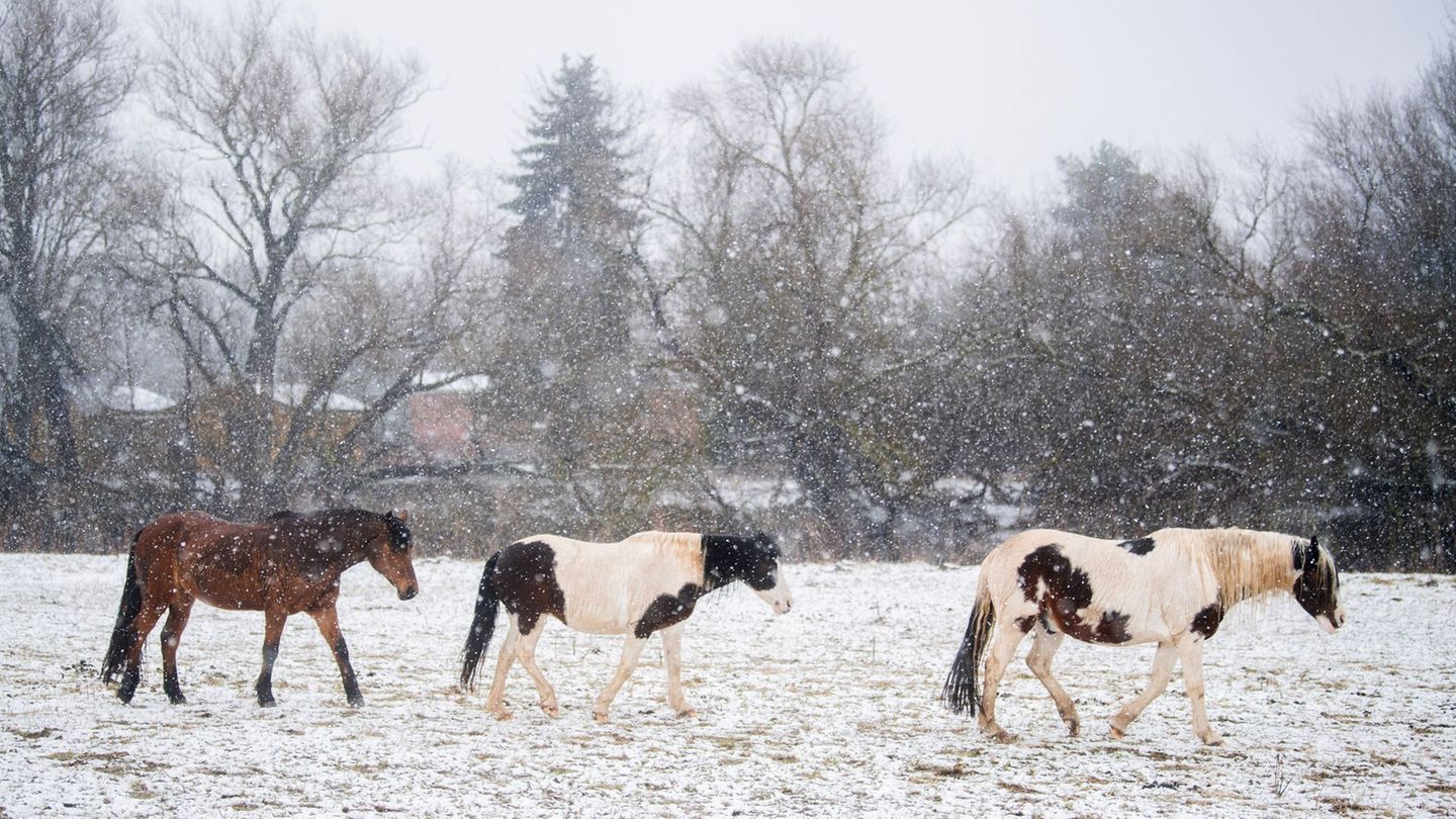 Pferde: Socken und Knete gegen Schneeklumpen unter Pferdehufen?