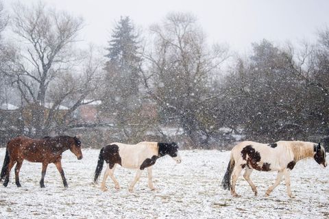 Auch bei Schnee können gesunde Pferde auf der Koppel sein. (Archivbild) Foto: Julian Stratenschulte/dpa