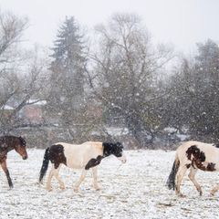 Auch bei Schnee können gesunde Pferde auf der Koppel sein. (Archivbild) Foto: Julian Stratenschulte/dpa