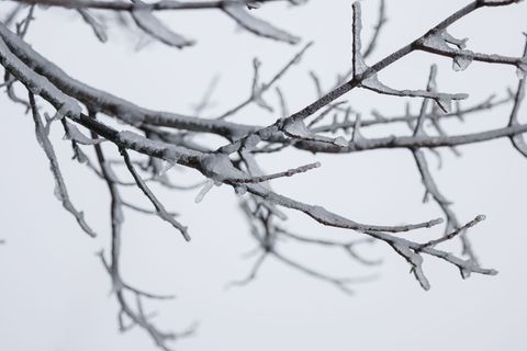 Besonders kalt war es in der vergangenen Nacht in Coschen. (Symbolbild) Foto: Hannes P. Albert/dpa