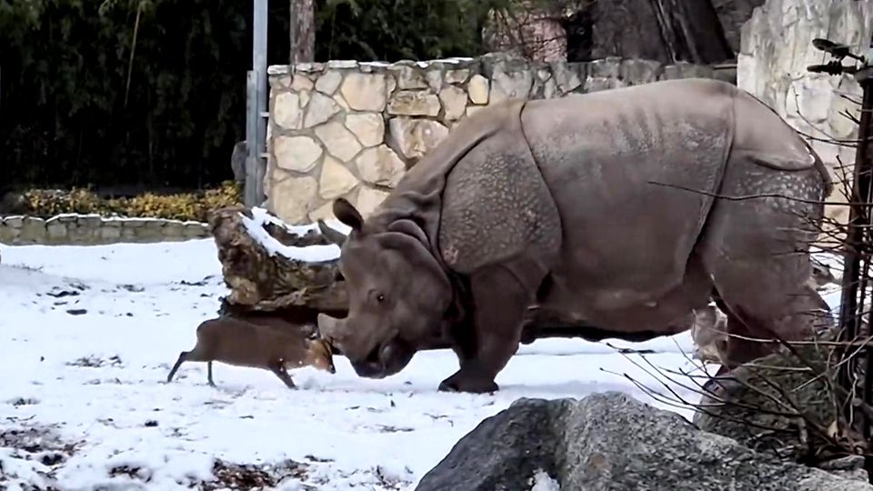 Mini-Hirsch legt sich mit Nashorn an (Video)