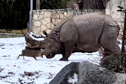 Mini-Hirsch legt sich mit Nashorn an (Video)