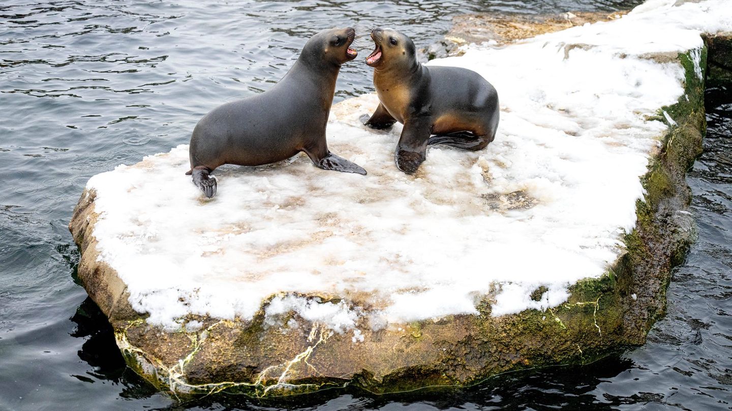 Wegen eines Wasserrohrbruchs bleibt der Zoo am Meer bis 12. Januar geschlossen. (Archivbild) Foto: Sina Schuldt/dpa
