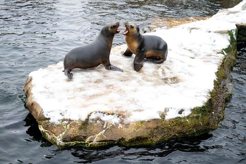Wegen eines Wasserrohrbruchs bleibt der Zoo am Meer bis 12. Januar geschlossen. (Archivbild) Foto: Sina Schuldt/dpa