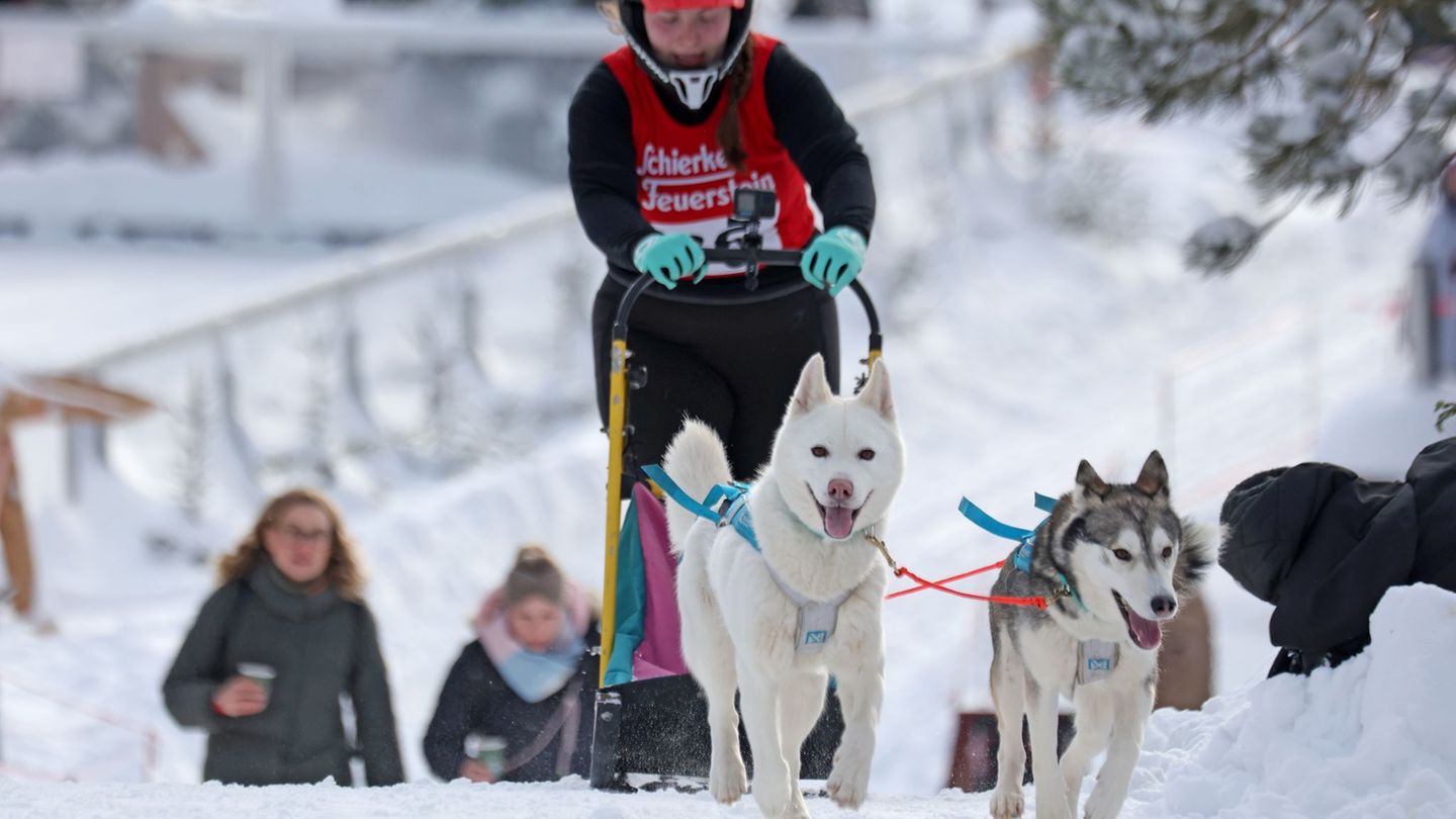 Im Harz sind wieder die Schlittenhunde los. Foto: Matthias Bein/dpa