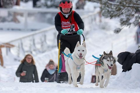 Im Harz sind wieder die Schlittenhunde los. Foto: Matthias Bein/dpa