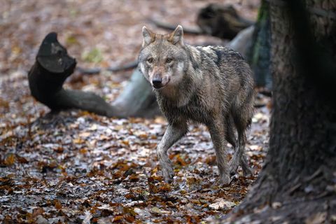 Die Zahlen der amtlich bestätigten Wolfsangriffe auf Nutztiere schwanken von Jahr zu Jahr. (Symbolbild) Foto: Sina Schuldt/dpa
