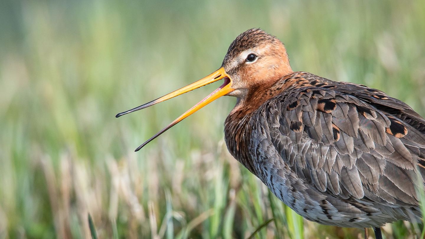 Die Uferschnepfe ist gefährdet. (Archivbild) Foto: Sina Schuldt/dpa
