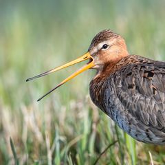 Die Uferschnepfe ist gefährdet. (Archivbild) Foto: Sina Schuldt/dpa