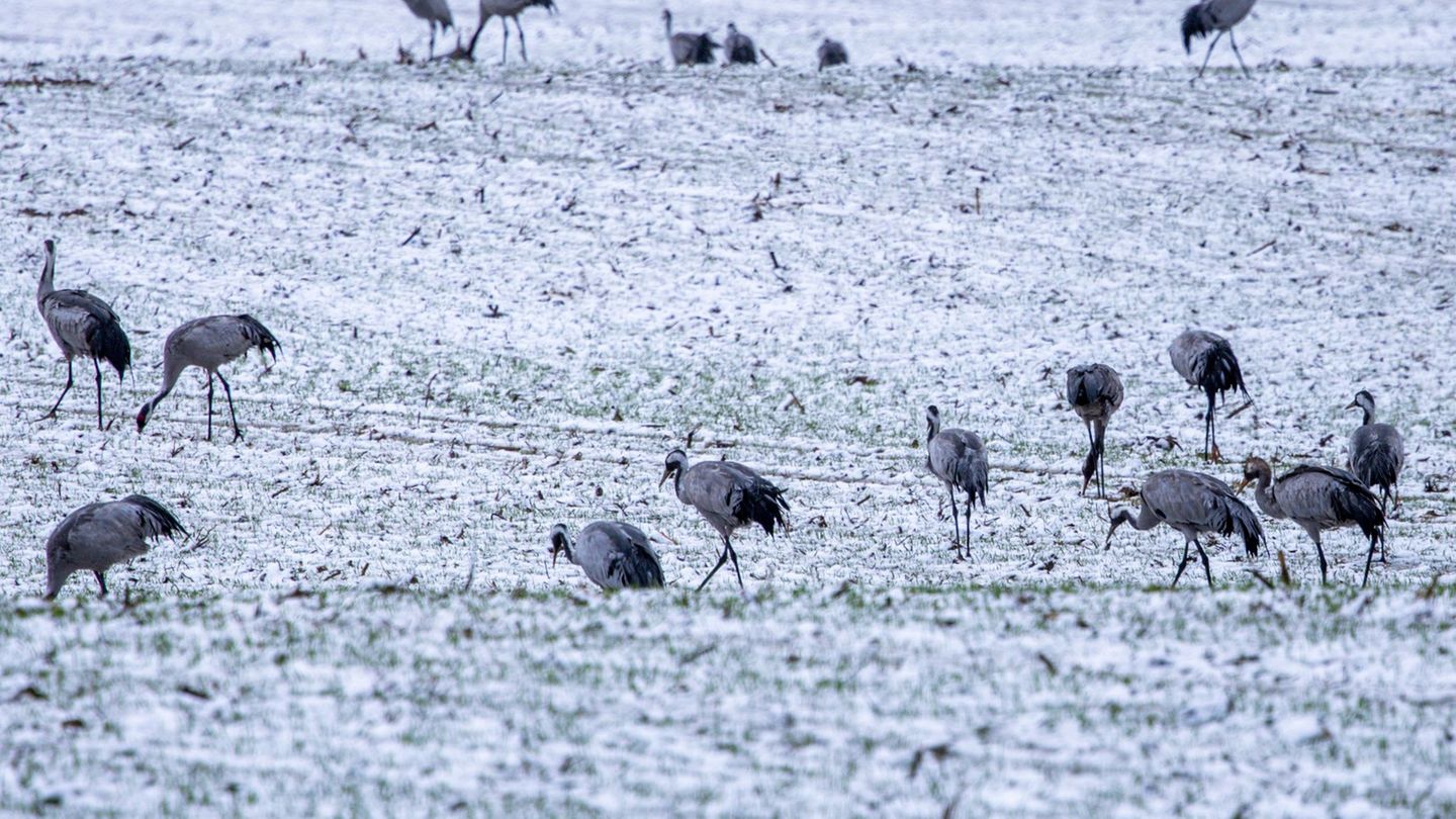Die Suche nach Nahrung wird bei geschlossener Schneedecke für Kraniche schwierig. Foto: Jens Büttner/dpa