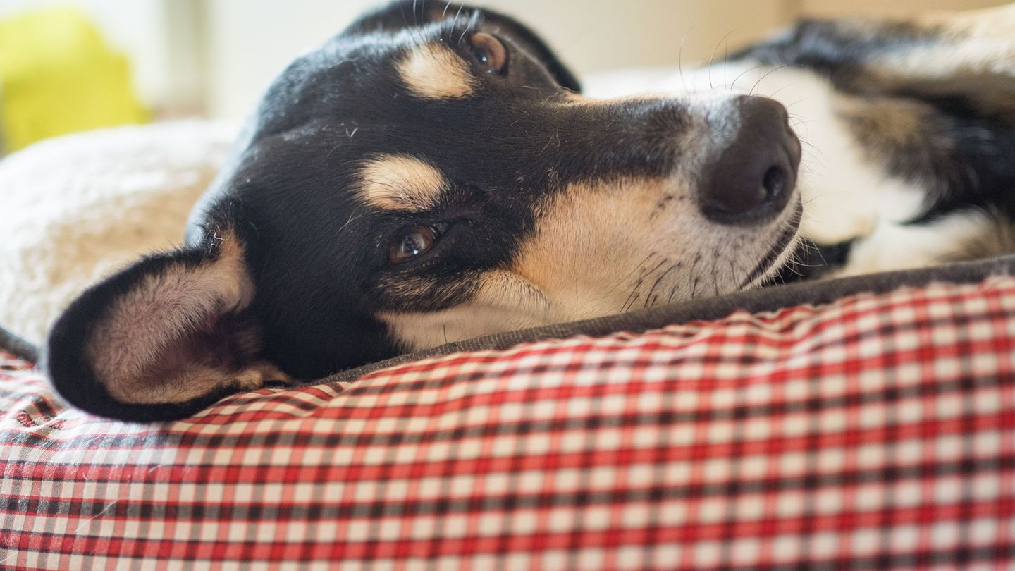 Umfrage: Knapp jedes Dritte Haustier darf im Bett schlafen