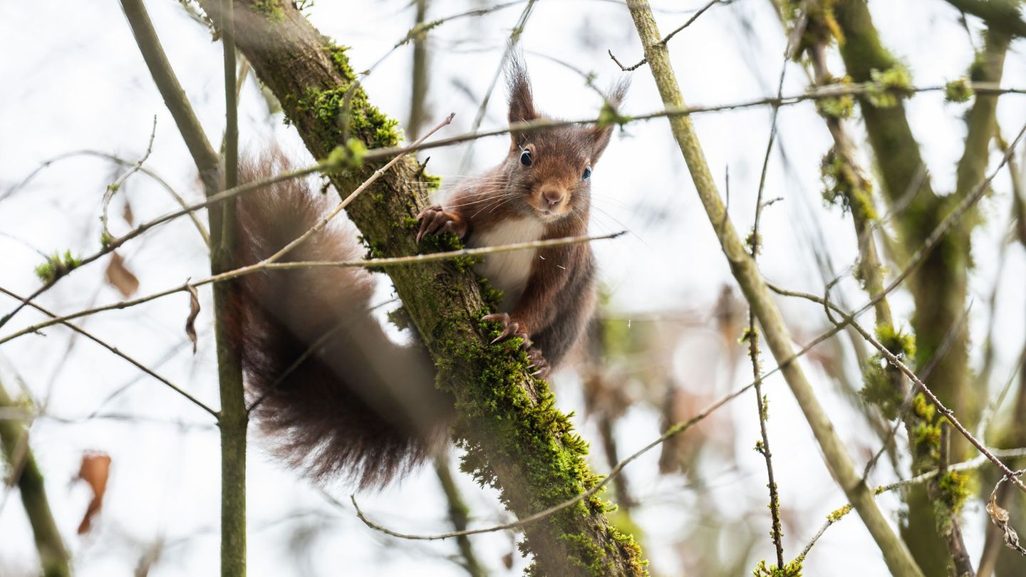 Eichhörnchen kommen im Winter oft nicht an ihre Vorräte heran. (Archivbild) Foto: Silas Stein/dpa