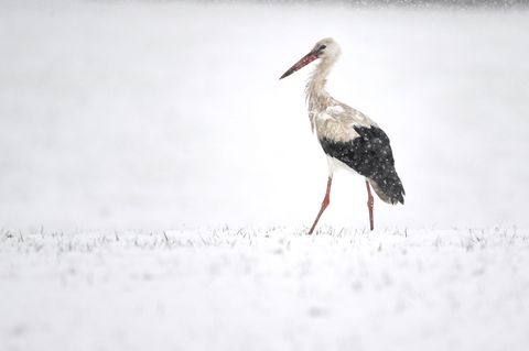 Die Polizei in Meiningen hat sich mit einem Storch auf der Straße beschäftigt. (Symbolbild) Foto: Felix Kästle/dpa
