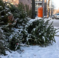 Die Christbäume waren jeweils mit vier Euro als Spende für die Pfadfinder bestückt. (Symbolbild) Foto: Jens Kalaene/dpa