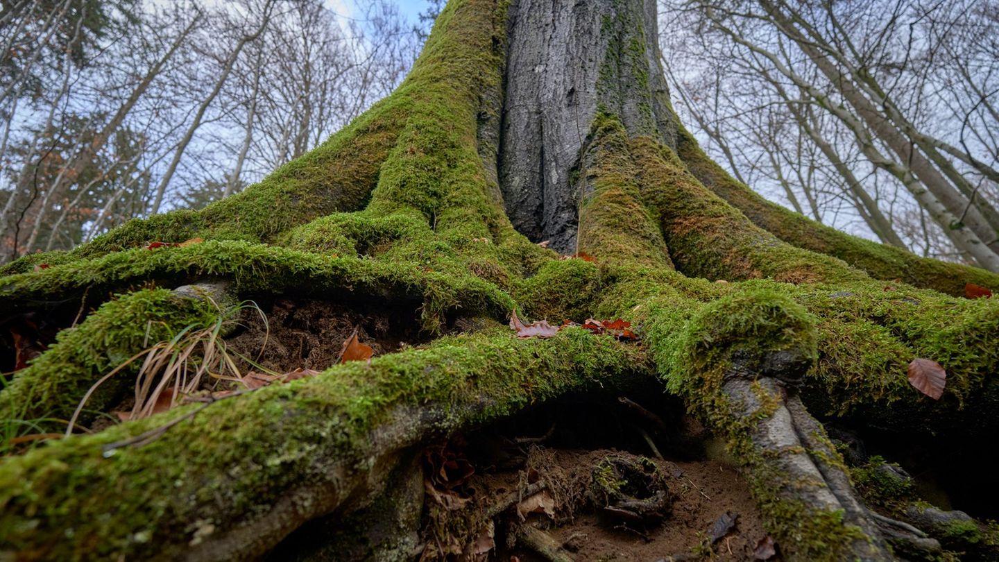 Die Landesregierung hat ein Forschungsprogramm zum Wald-Zustand in Auftrag gegeben - nun werden Ergebnisse präsentiert. (Symbolb