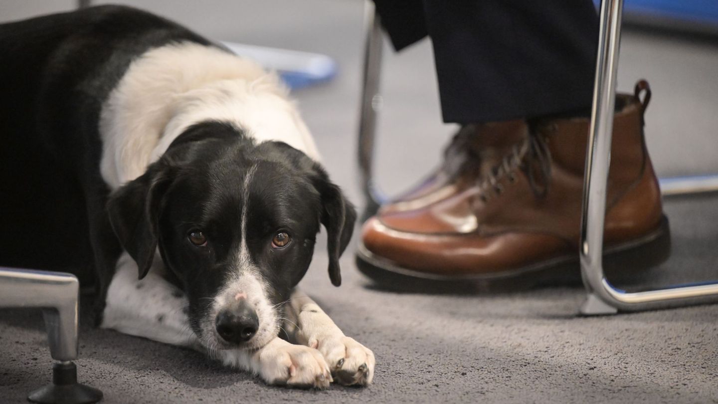 Durch Streicheln, Kuscheln und Spielen soll ein Hund in der Pfälzischen Landesbibliothek in Speyer künftig beim Lernen helfen. (