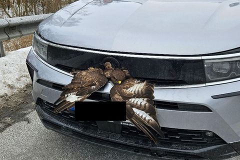 Trotz des Unfalls war der Vogel wohlauf, klemmte jedoch zunächst im Kühlergrill. Foto: -/Polizeidirektion Ratzeburg/dpa
