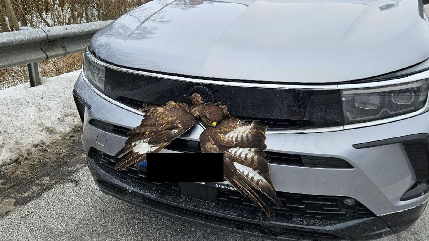 Trotz des Unfalls war der Vogel wohlauf, klemmte jedoch zunächst im Kühlergrill. Foto: -/Polizeidirektion Ratzeburg/dpa