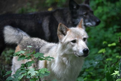 Das Verhalten von Wolfshybriden gleiche dem von Wölfen. (Symbolbild) Foto: Martin Schutt/dpa-Zentralbild/dpa
