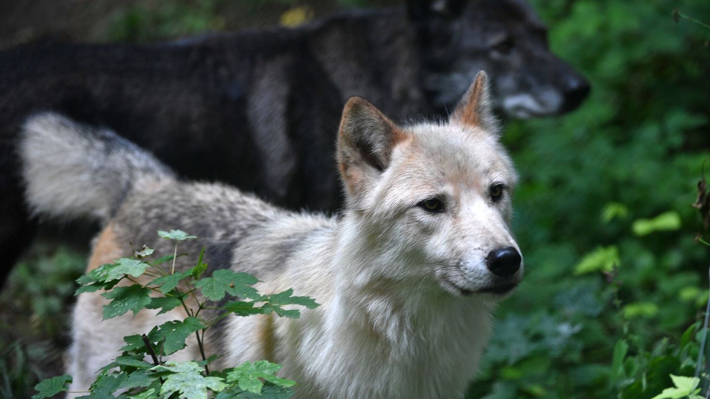Artenschutz: Land warnt: Wolfshybride sind keine Haustiere