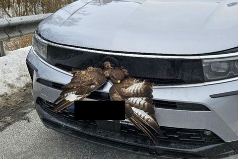 Bussard Autobahn Lübeck