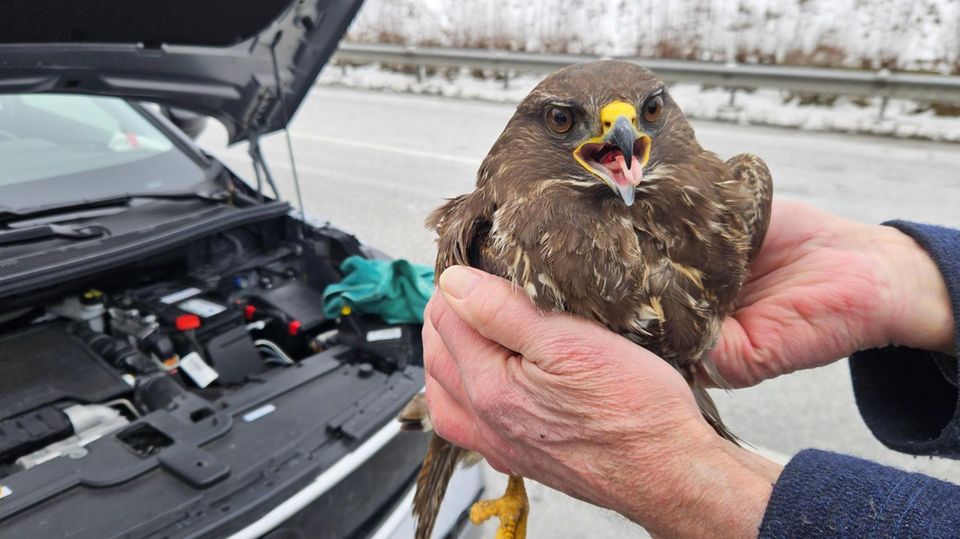 Bussard Autobahn Lübeck II
