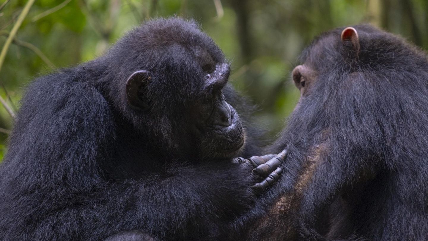 Homosexualität: Schwule Tiere: Warum gleichgeschlechtliche Liebe weitverbreitet ist