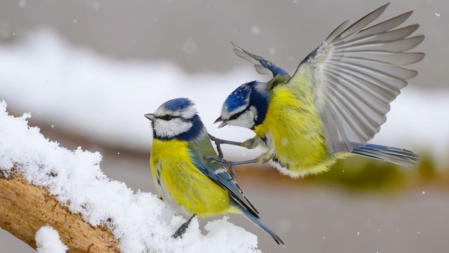 Wetter: Nabu: Winterwetter treibt Meisen und Amseln ans Futterhaus