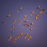 Cottbus, Deutschland. Tauben fliegen in der Morgensonne über Brandenburg. Falls sie auf wärmende Sonnenstrahlen hofften, so hofften sie vergebens. Denn der Frost hat Berlin und Brandenburg heute fest im Griff. Immerhin färbt die Sonne das Gefieder schön