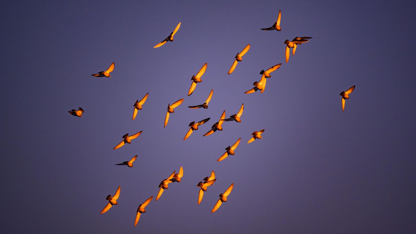 Cottbus, Deutschland. Tauben fliegen in der Morgensonne über Brandenburg. Falls sie auf wärmende Sonnenstrahlen hofften, so hofften sie vergebens. Denn der Frost hat Berlin und Brandenburg heute fest im Griff. Immerhin färbt die Sonne das Gefieder schön
