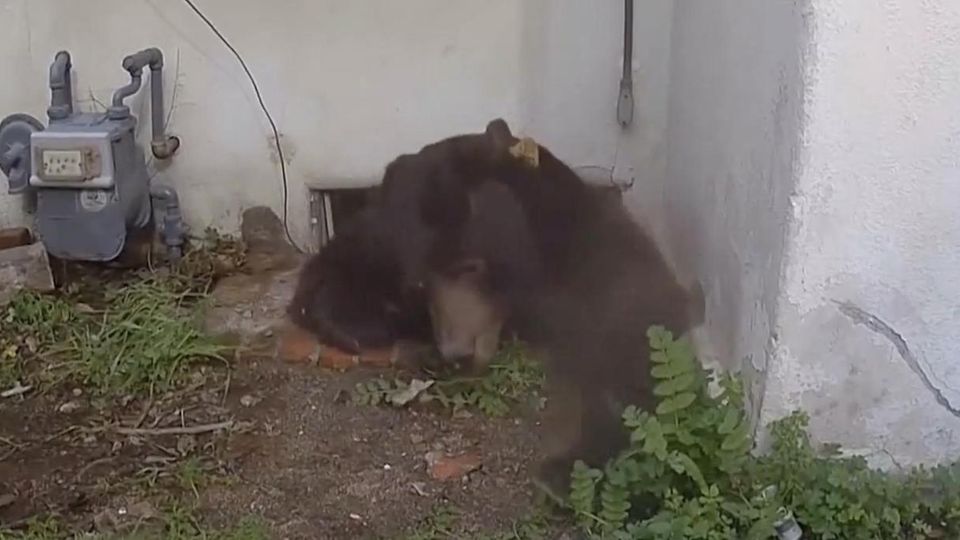 Ein Bär kriecht aus einem Kellerloch.