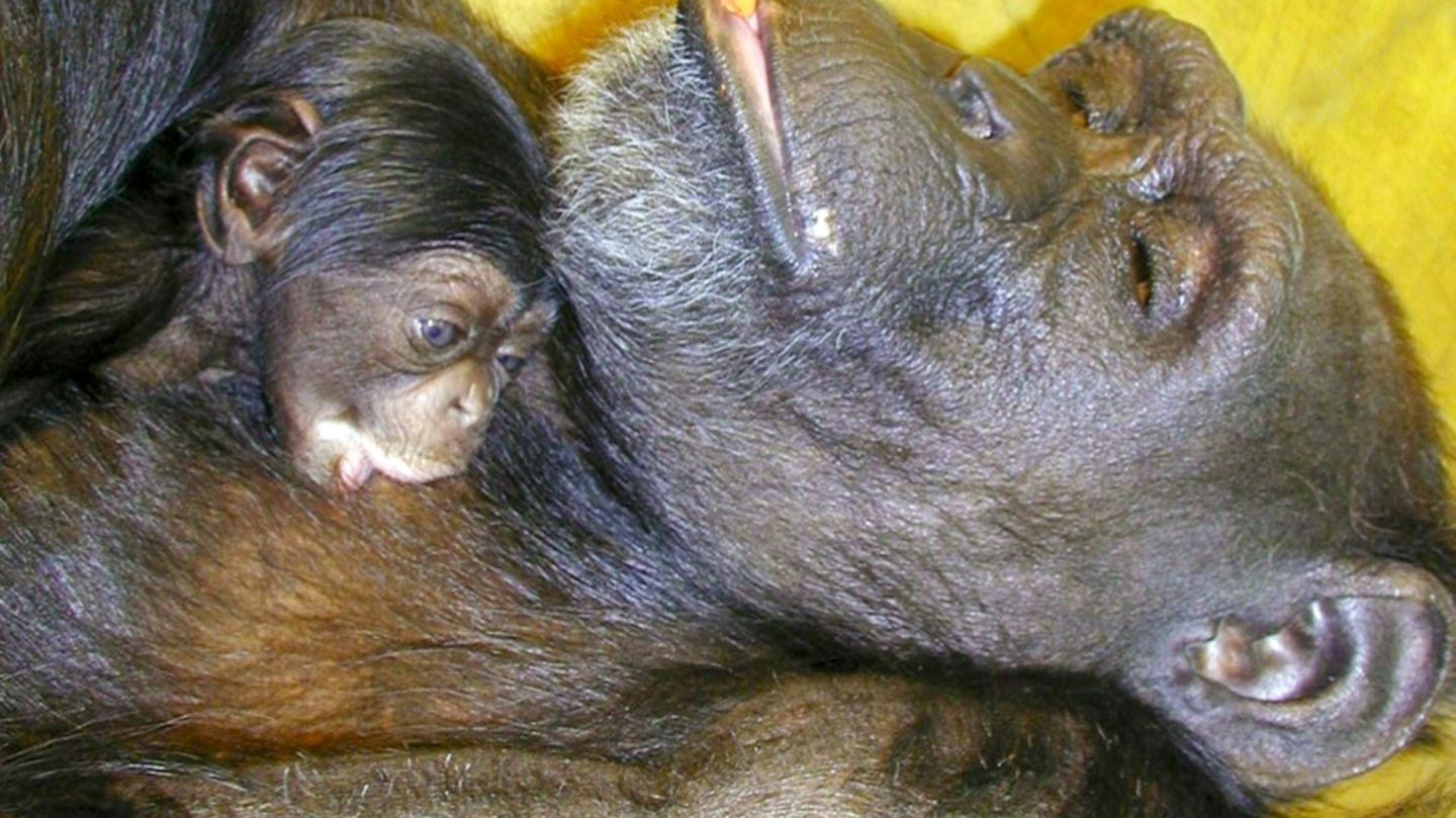 Die Schimpansin Ai im Jahr 2000