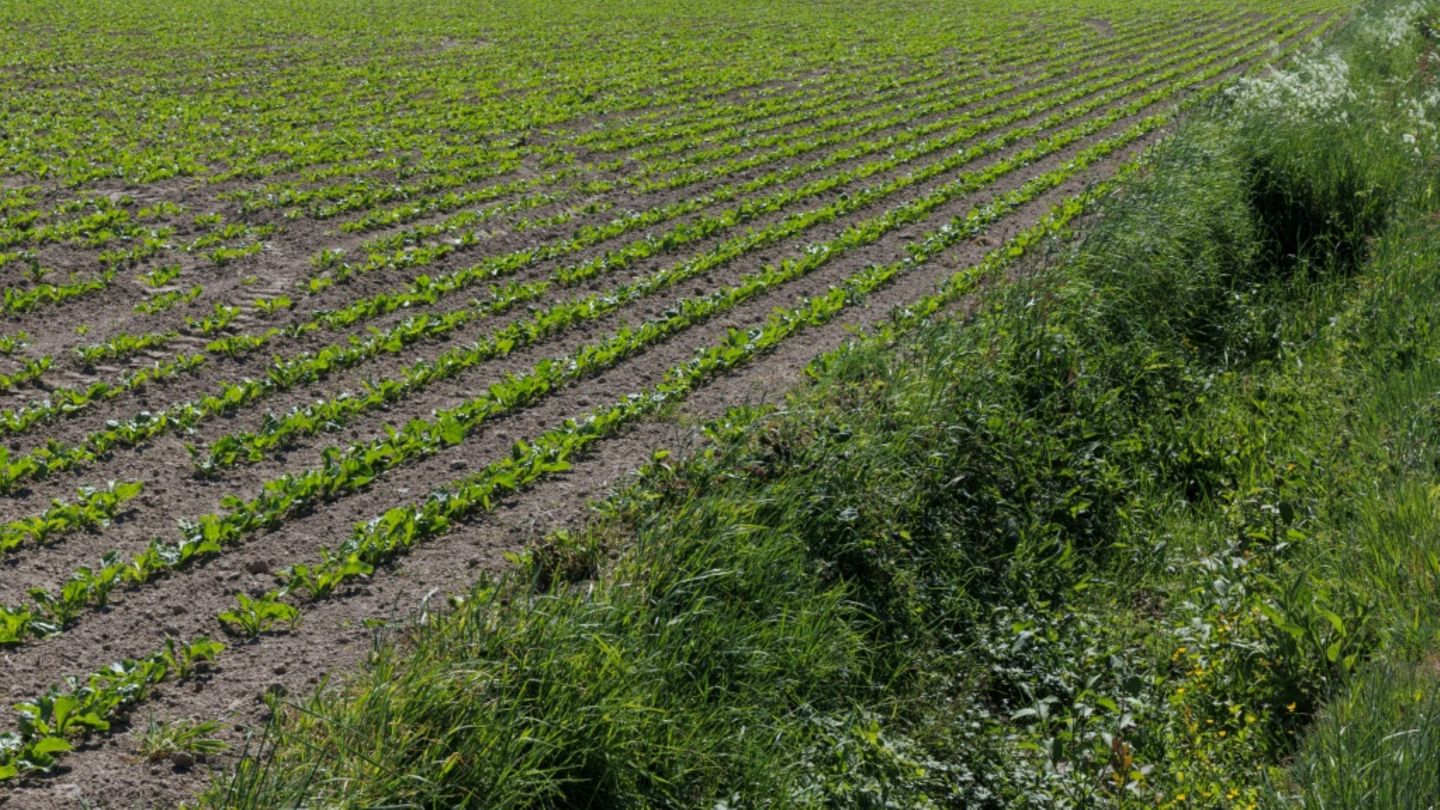 Zuckerrübenfeld