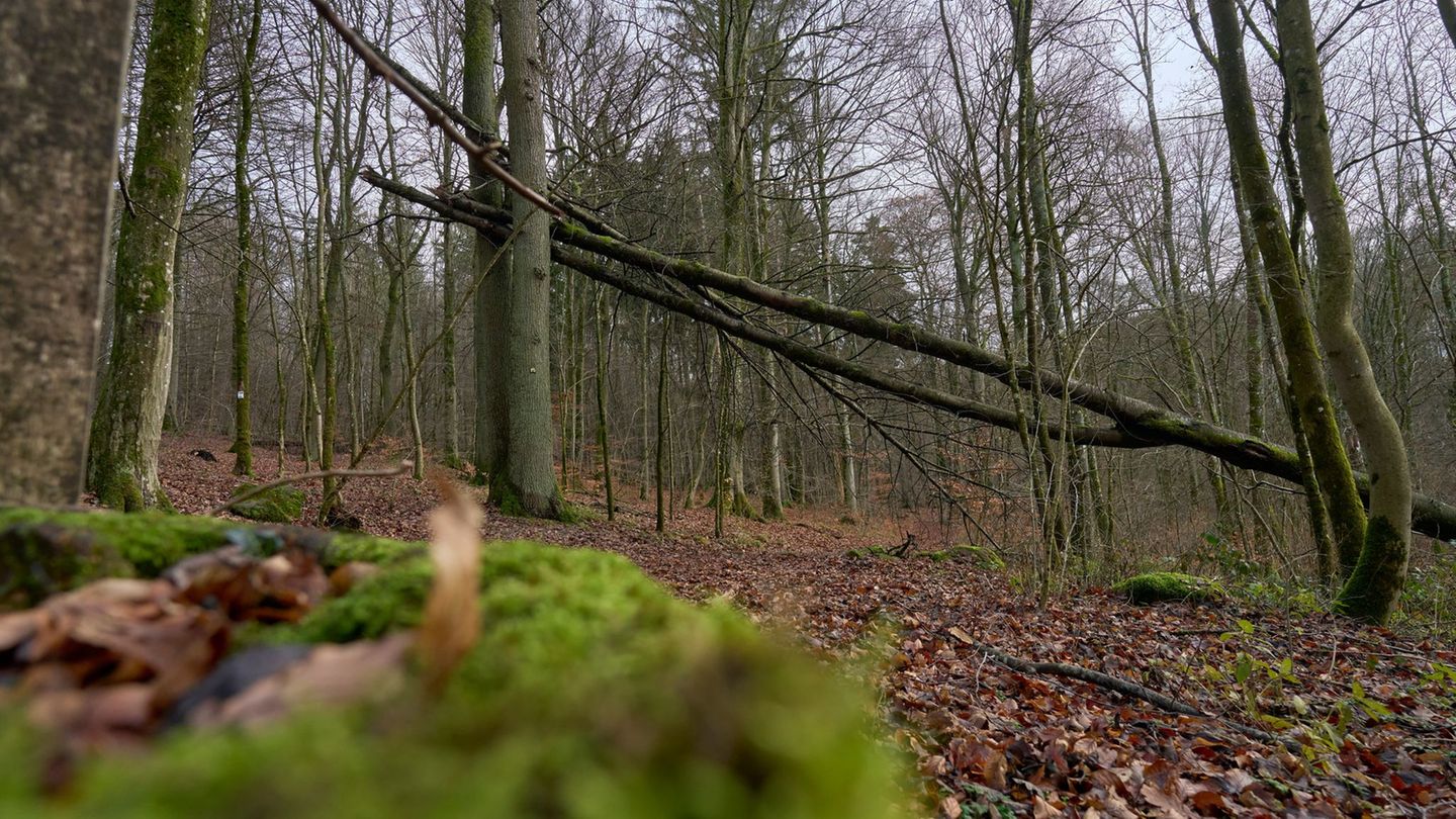 Beim Forschungsprogramm Klimawald 2100 geht es vorrangig um den Wasserrückhalt, den Umgang mit Buchen, die Artenvielfalt auf Stö
